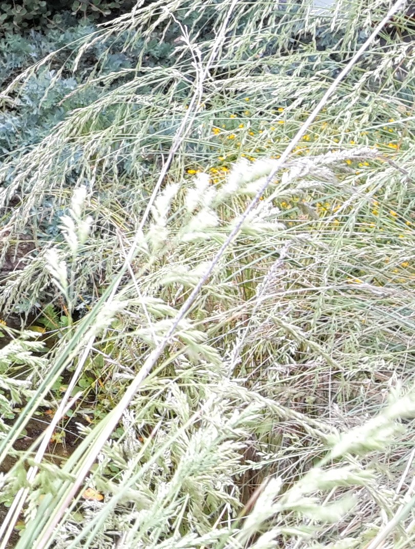 Indigenous Plant Nurseries Rewilding Stonnington