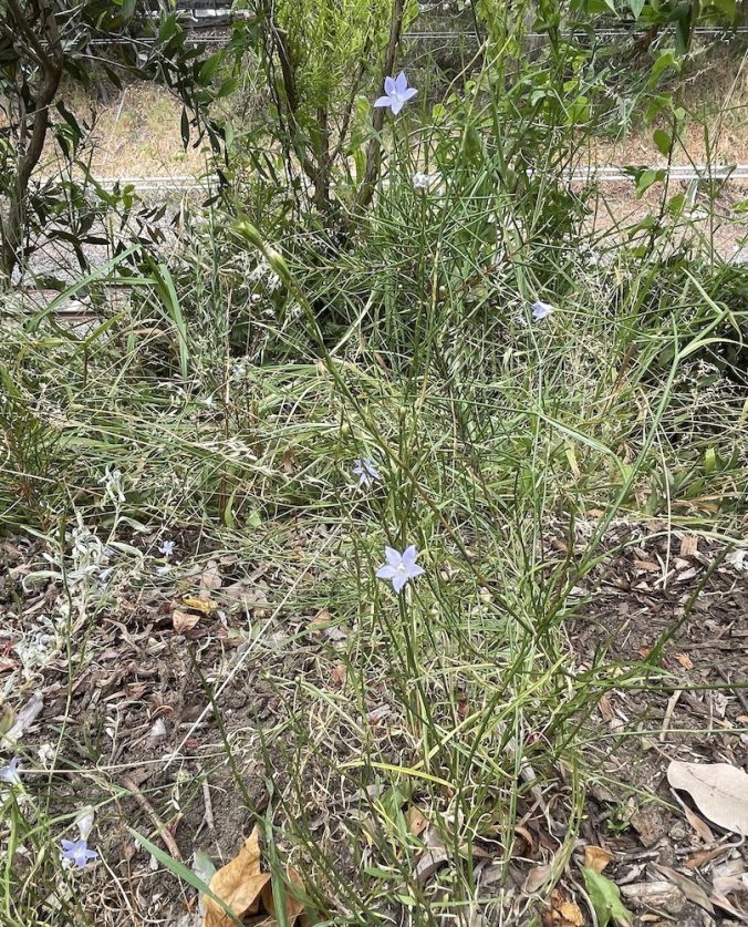 Nature Strips Info Rewilding Stonnington