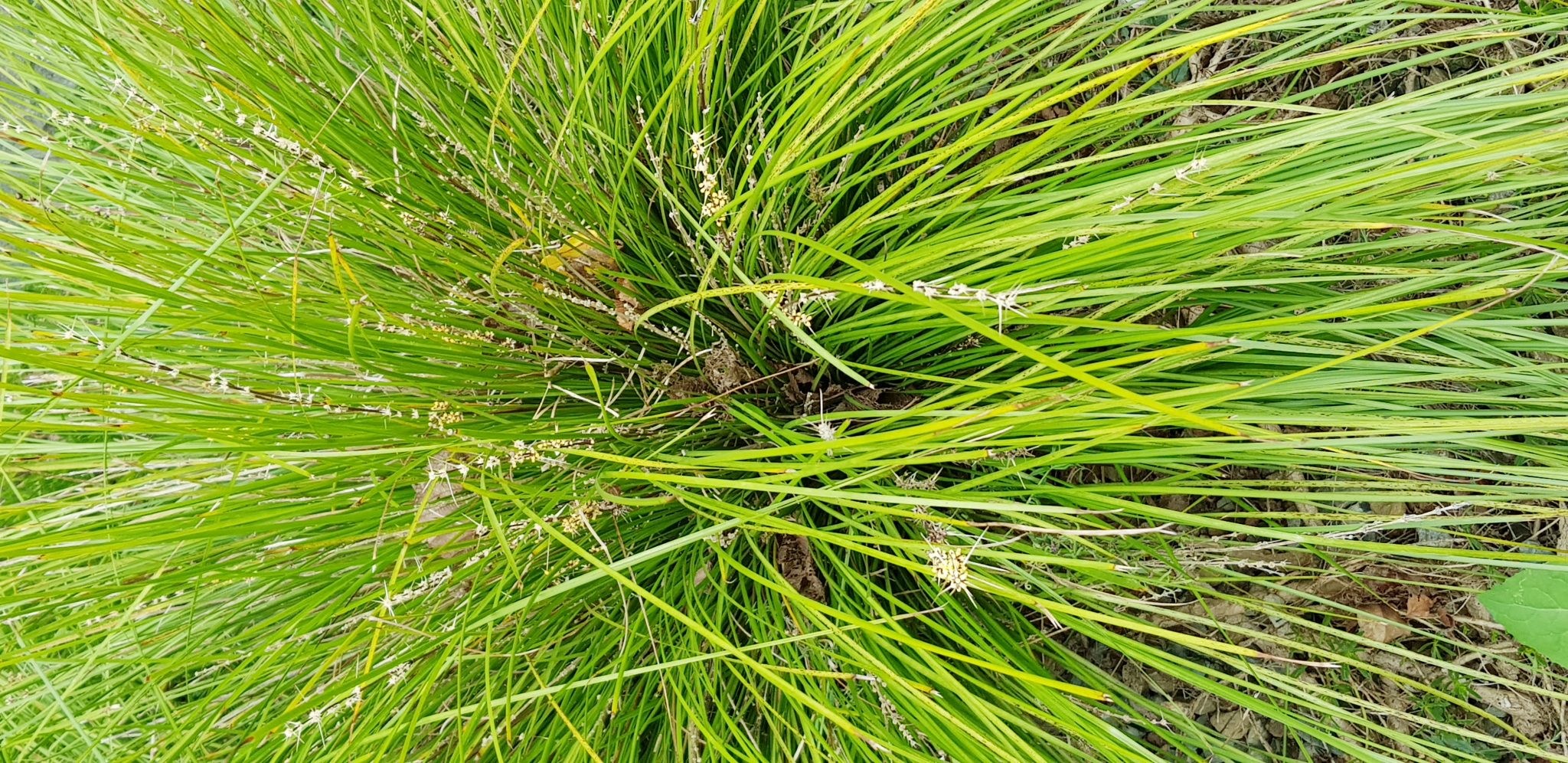 Plant Suggestions Rewilding Stonnington