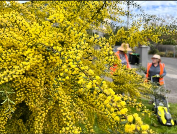 BEAMI wattle 0926